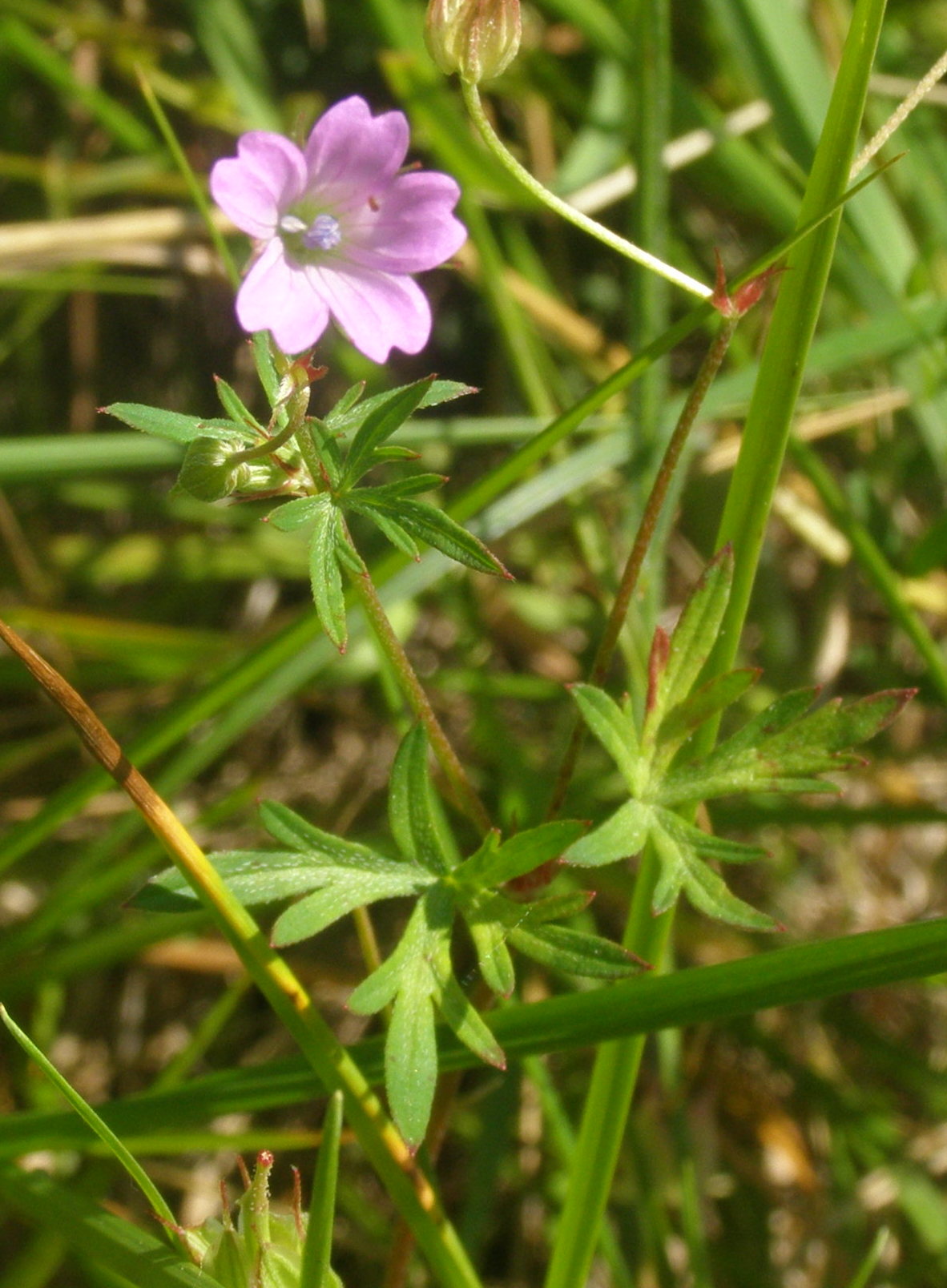 Geranium columbinum / Geranio colombino